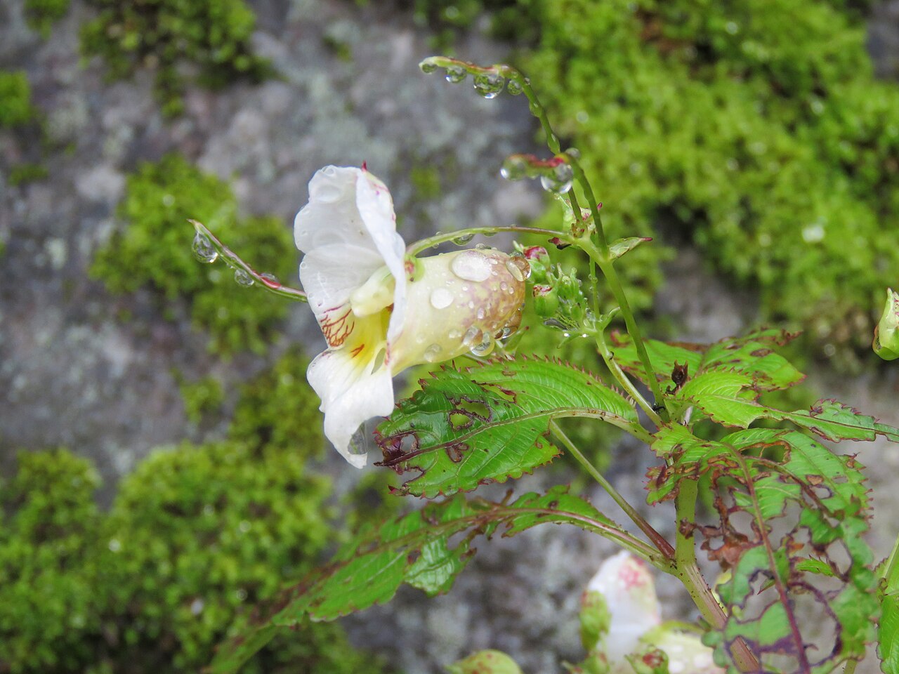 Devendra's balsam: Photos from Valley of Flowers trip during LGFC - VOF 2019