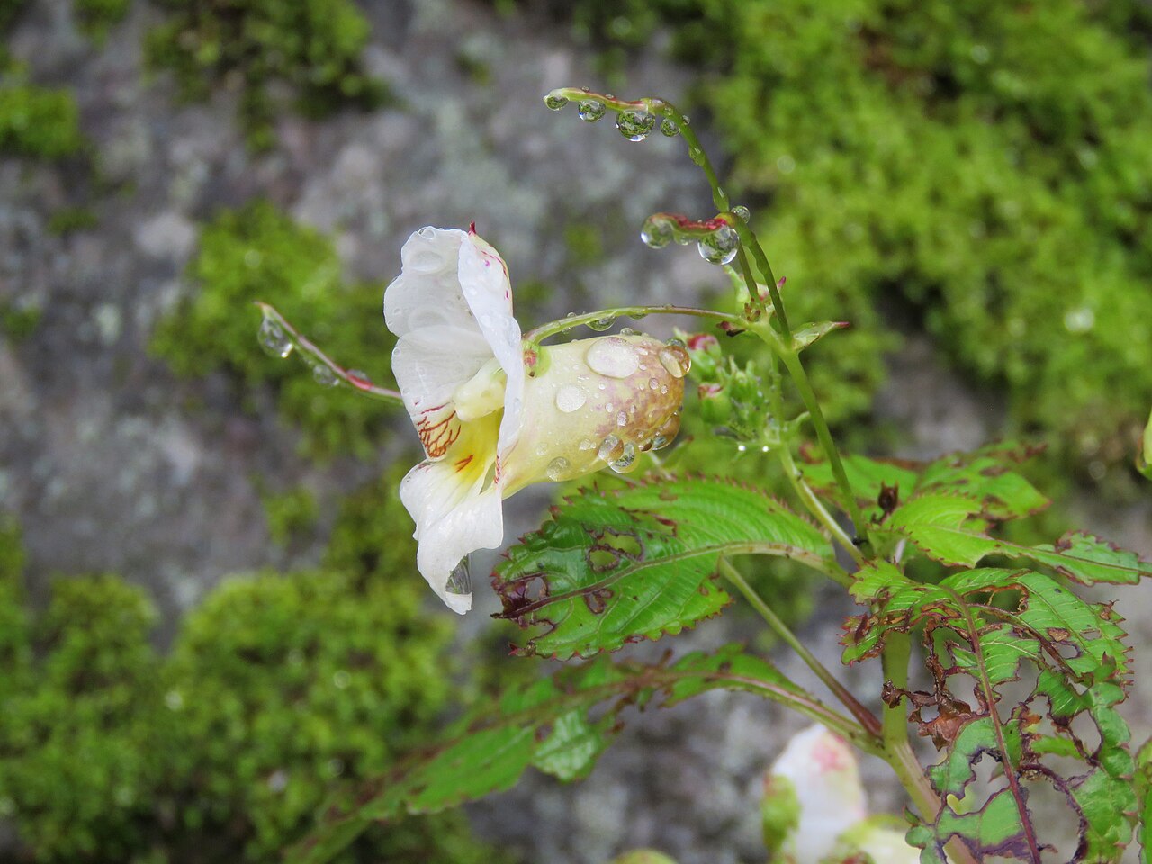 Devendra's balsam: Photos from Valley of Flowers trip during LGFC - VOF 2019