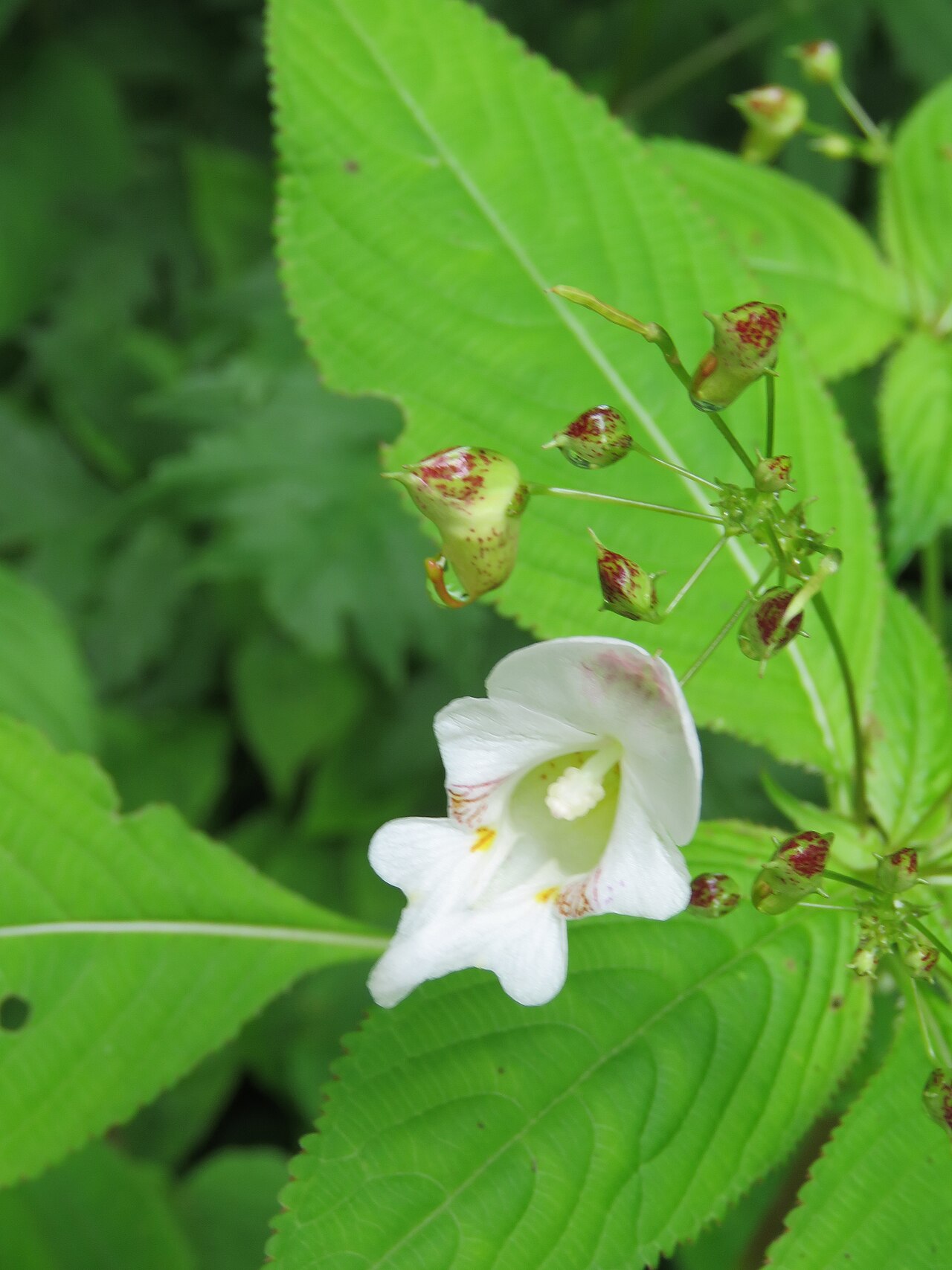 Devendra's balsam: Impatiens devendrae, Photos from Valley of Flowers trip during LGFC - VOF 2019