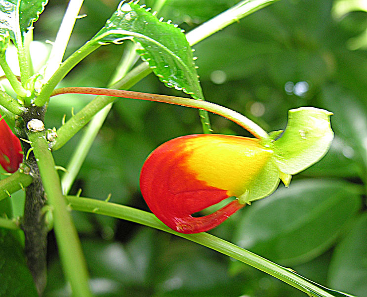 Impatiens dichroa: Known as the Congo Cockatoo or the Parrot Impatiens. Native to tropical Africa but found mainly in gardens. Bloedel Conservatory, Vancouver.