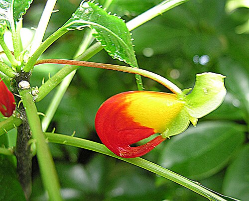 Impatiens dichroa: Known as the Congo Cockatoo or the Parrot Impatiens. Native to tropical Africa but found mainly in gardens. Bloedel Conservatory, Vancouver.