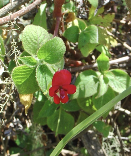 Impatiens digitata (Impatiens digitata)