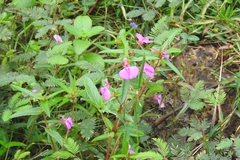 Impatiens diversifolia (Impatiens diversifolia)
