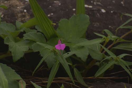 Impatiens diversifolia (Impatiens diversifolia)