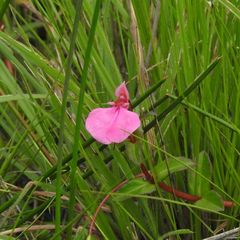 Impatiens diversifolia (Impatiens diversifolia)