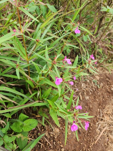 Impatiens diversifolia (Impatiens diversifolia)