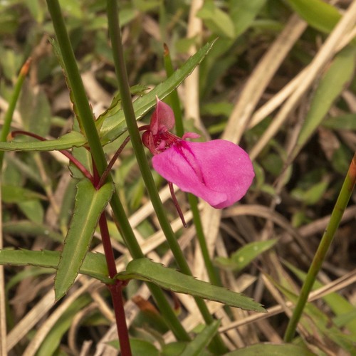 Impatiens diversifolia (Impatiens diversifolia)