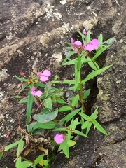 Impatiens diversifolia (Impatiens diversifolia)