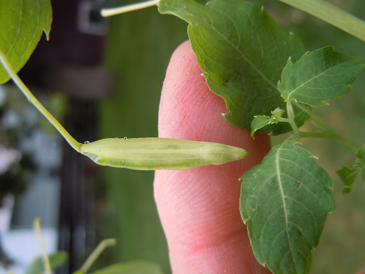 Impatiens ecalcarata: The fruit is a capsule and exposively dehiscent.
