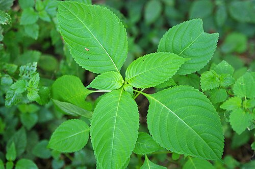 Impatiens edgeworthii: Buntes Springkraut