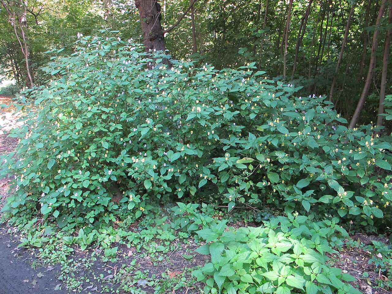 Impatiens edgeworthii: Buntes Springkraut