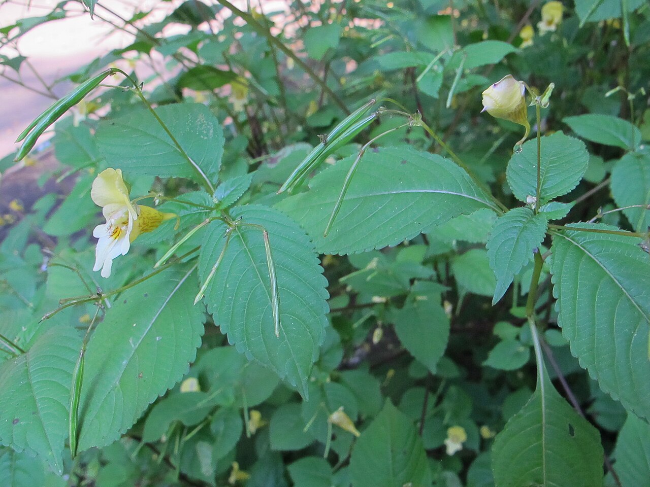 Impatiens edgeworthii: Buntes Springkraut