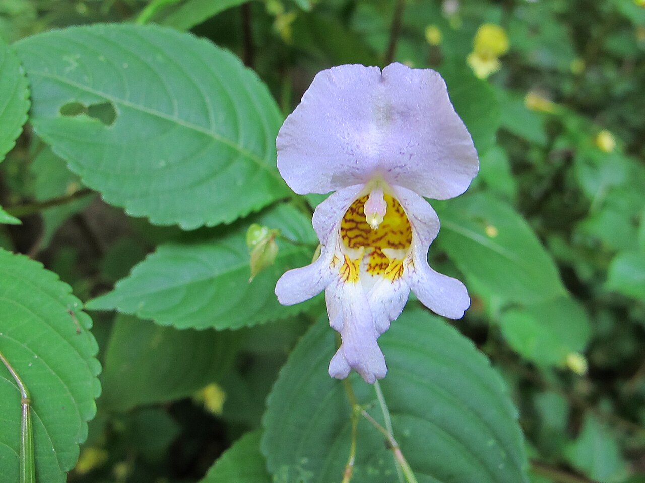 Impatiens edgeworthii: Buntes Springkraut