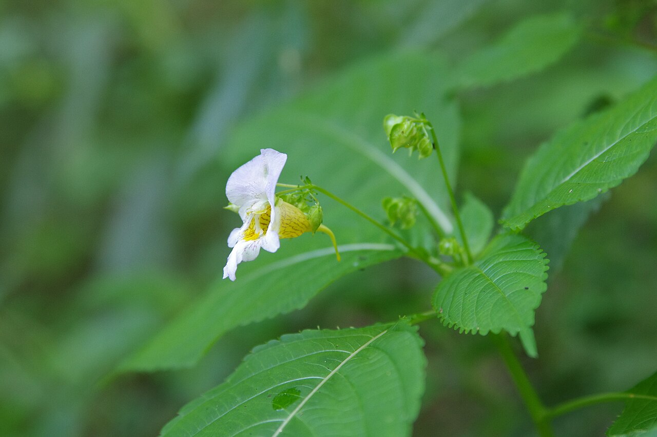 Impatiens edgeworthii: Buntes Springkraut