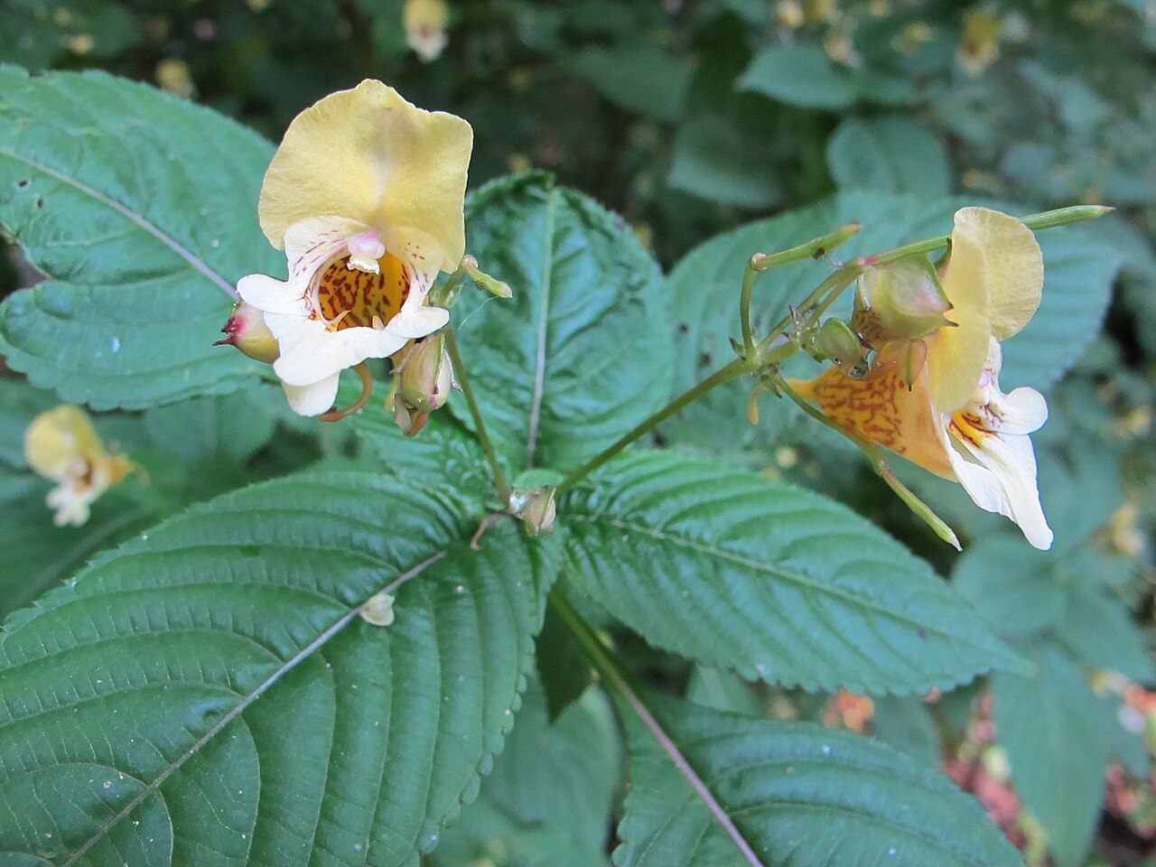 Impatiens edgeworthii: Buntes Springkraut