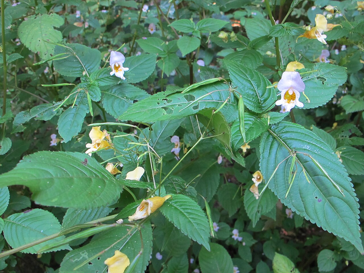 Impatiens edgeworthii: Buntes Springkraut