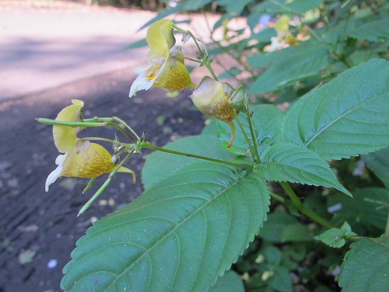 Impatiens edgeworthii: Buntes Springkraut