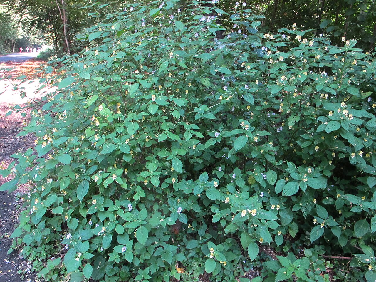 Impatiens edgeworthii: Buntes Springkraut