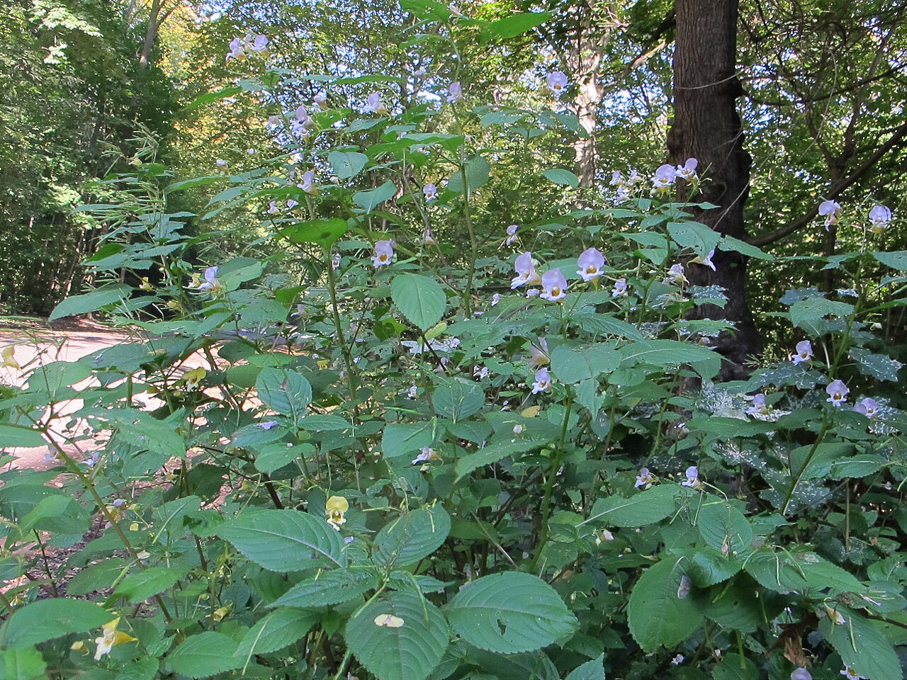 Impatiens edgeworthii: Buntes Springkraut