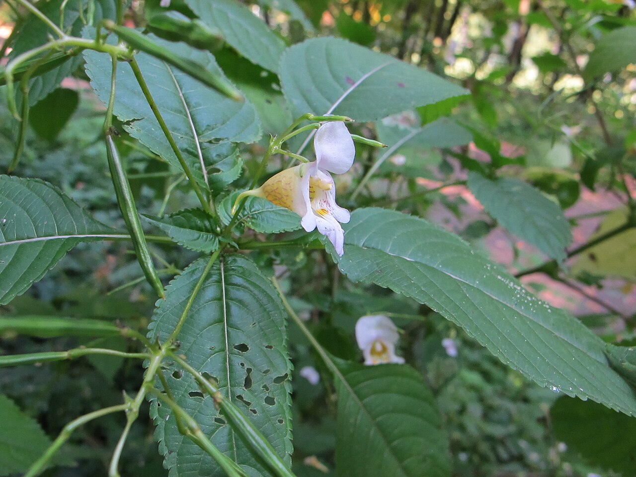 Impatiens edgeworthii: Buntes Springkraut