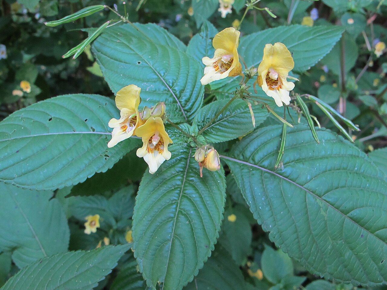 Impatiens edgeworthii: Buntes Springkraut