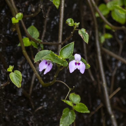 Impatiens elegans (Impatiens elegans)