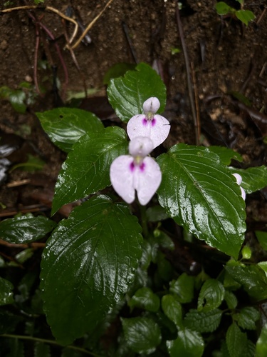 Impatiens elegans (Impatiens elegans)