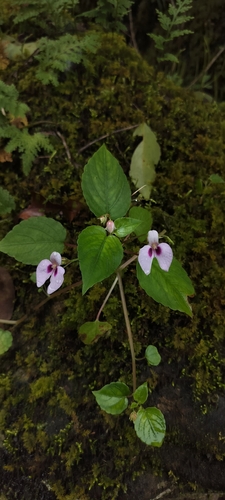 Impatiens elegans (Impatiens elegans)