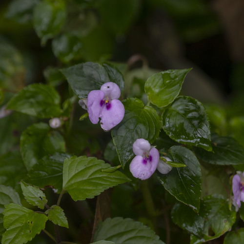 Impatiens elegans (Impatiens elegans)