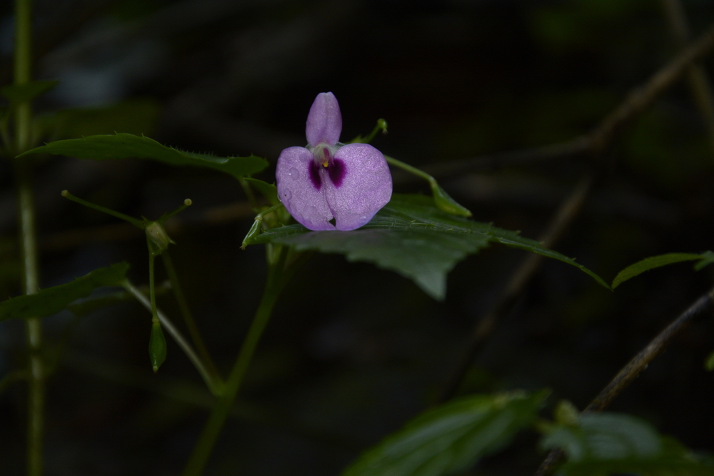 Impatiens elegans (Impatiens elegans)