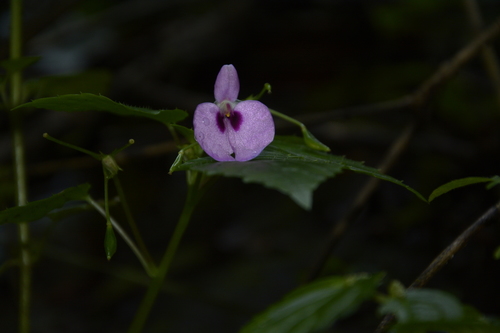 Impatiens elegans (Impatiens elegans)