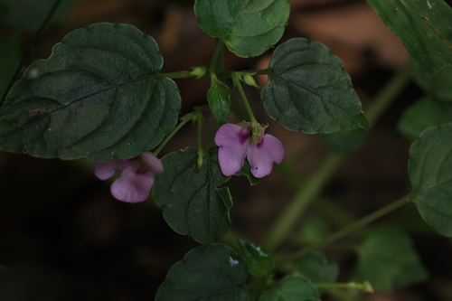 Impatiens elegans (Impatiens elegans)