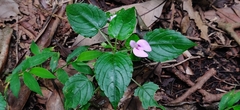 Impatiens elegans (Impatiens elegans)