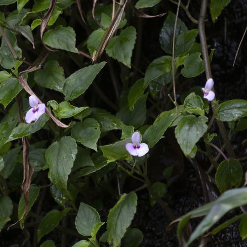 Impatiens elegans (Impatiens elegans)