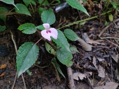 Impatiens elegans (Impatiens elegans)