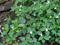 Impatiens elegans (Impatiens elegans)