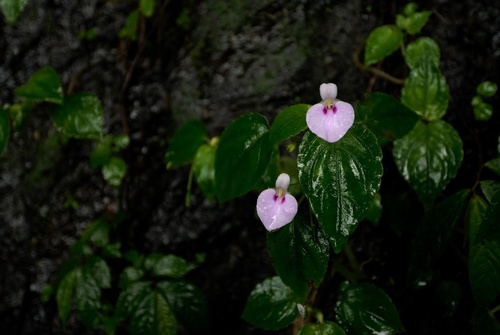 Impatiens elegans (Impatiens elegans)