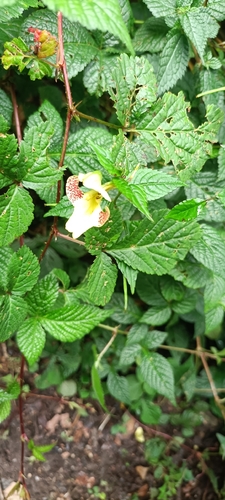 Impatiens falcifera (Impatiens falcifera)