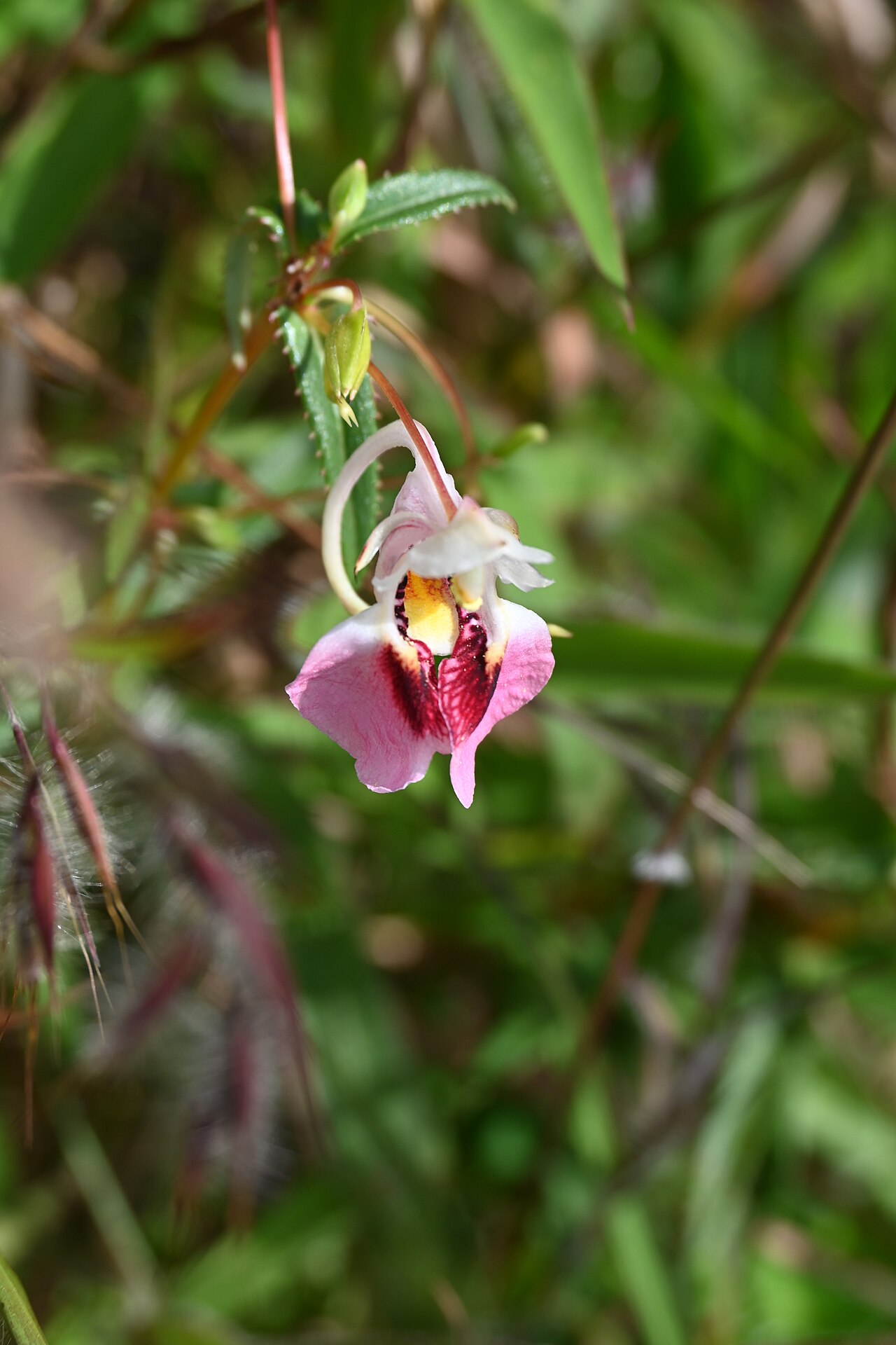 Impatiens fasciculata: Tadiandamol is the highest peak in the Kodagu (Coorg) district of Karnataka, India, standing at 1,748 meters (5,735 feet). It's a popular and scenic trekking de