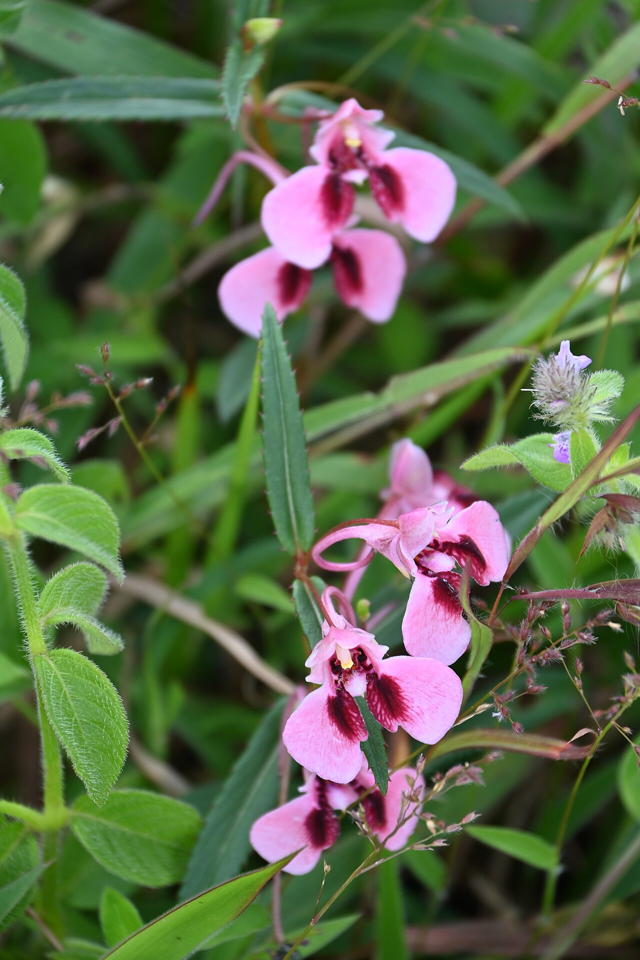 Impatiens fasciculata: Tadiandamol is the highest peak in the Kodagu (Coorg) district of Karnataka, India, standing at 1,748 meters (5,735 feet). It's a popular and scenic trekking de