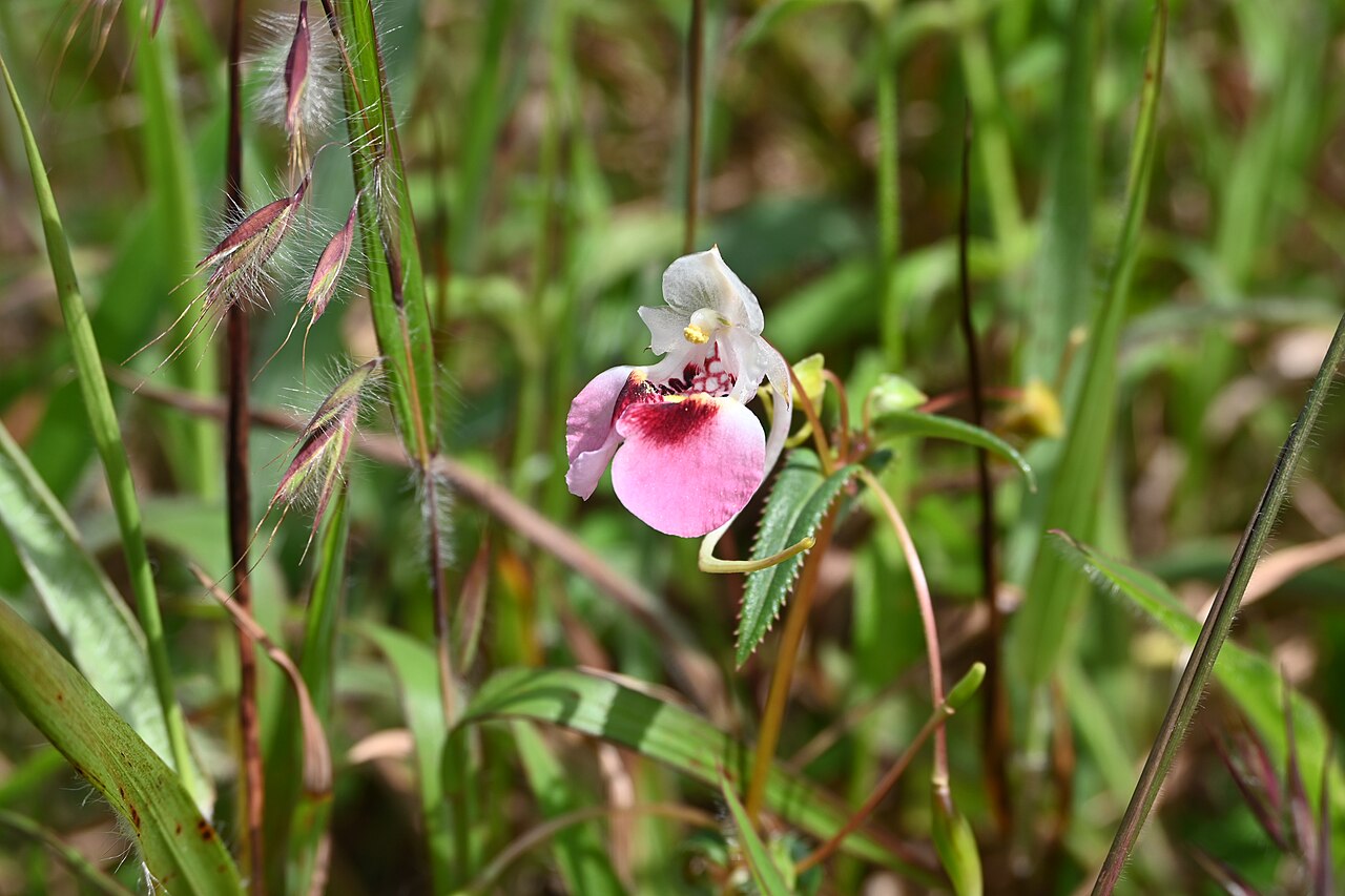 Impatiens fasciculata: Tadiandamol is the highest peak in the Kodagu (Coorg) district of Karnataka, India, standing at 1,748 meters (5,735 feet). It's a popular and scenic trekking de