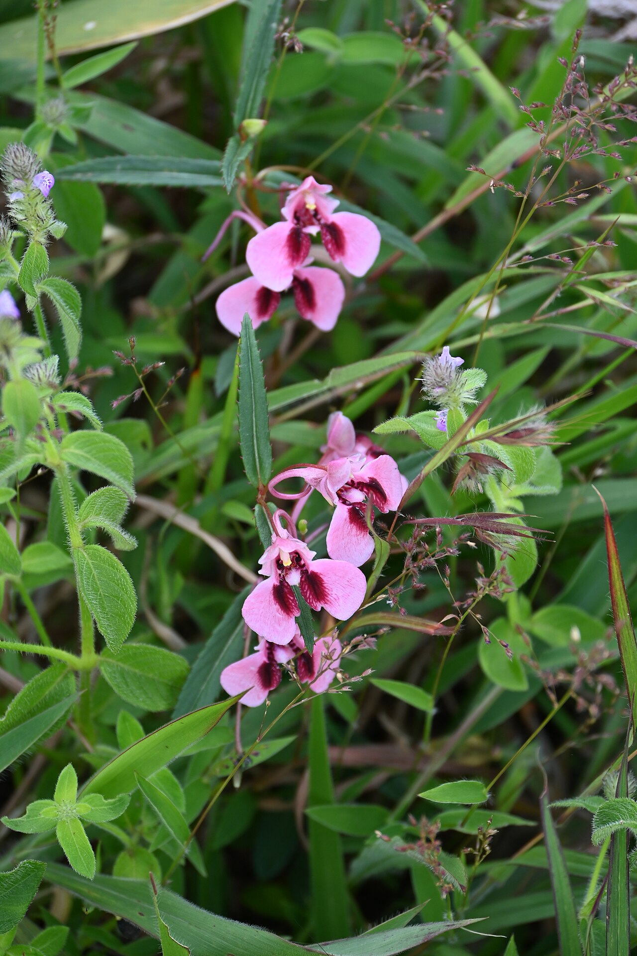 Impatiens fasciculata: Tadiandamol is the highest peak in the Kodagu (Coorg) district of Karnataka, India, standing at 1,748 meters (5,735 feet). It's a popular and scenic trekking de