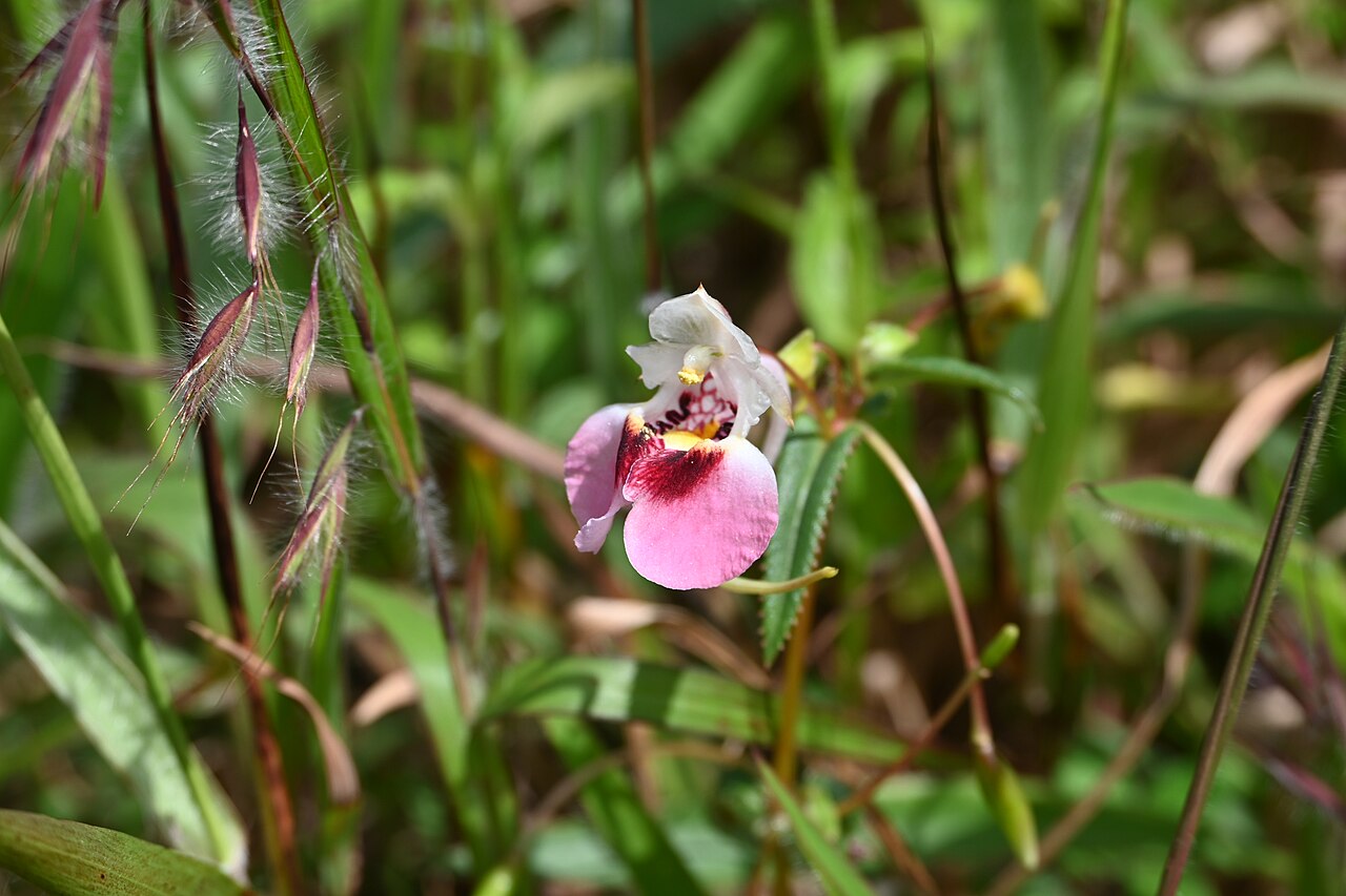 Impatiens fasciculata: Tadiandamol is the highest peak in the Kodagu (Coorg) district of Karnataka, India, standing at 1,748 meters (5,735 feet). It's a popular and scenic trekking de