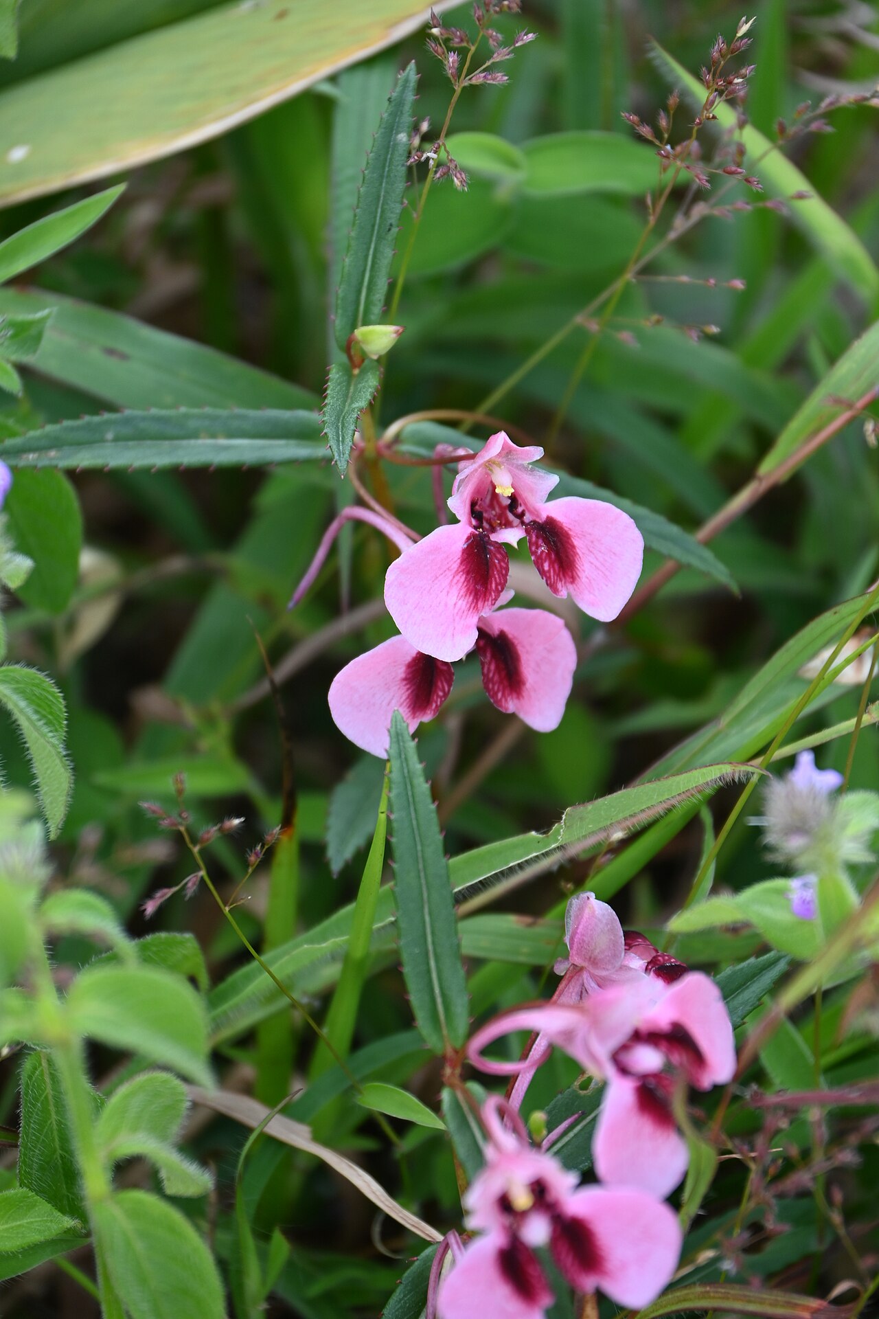 Impatiens fasciculata: Tadiandamol is the highest peak in the Kodagu (Coorg) district of Karnataka, India, standing at 1,748 meters (5,735 feet). It's a popular and scenic trekking de