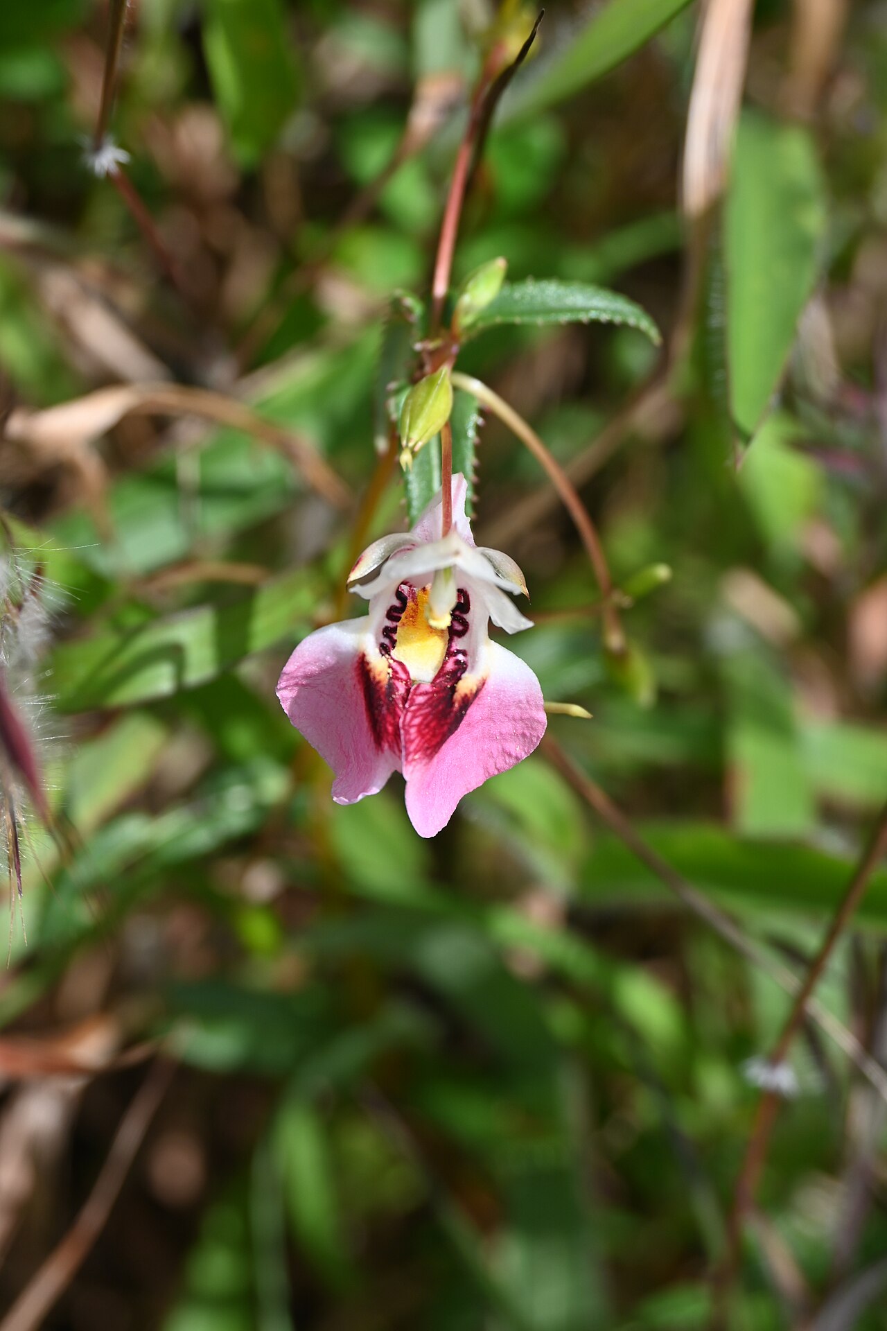 Impatiens fasciculata: Tadiandamol is the highest peak in the Kodagu (Coorg) district of Karnataka, India, standing at 1,748 meters (5,735 feet). It's a popular and scenic trekking de