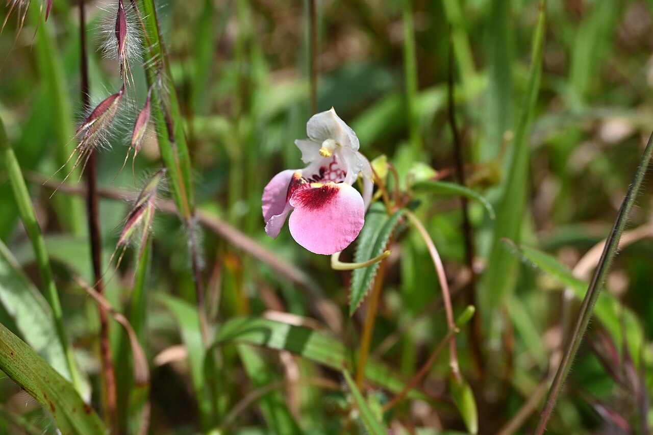 Impatiens fasciculata: Tadiandamol is the highest peak in the Kodagu (Coorg) district of Karnataka, India, standing at 1,748 meters (5,735 feet). It's a popular and scenic trekking de