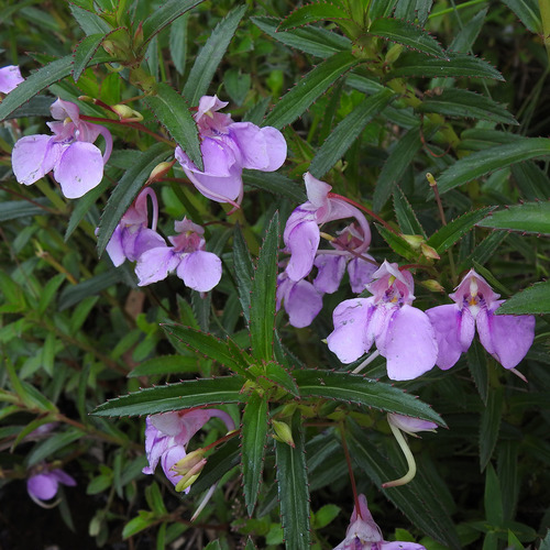 Impatiens fasciculata (Impatiens fasciculata)