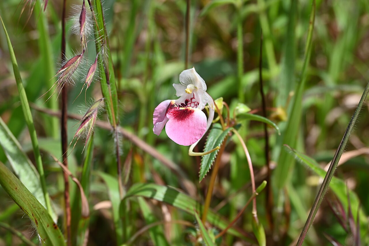 Impatiens fasciculata: Tadiandamol is the highest peak in the Kodagu (Coorg) district of Karnataka, India, standing at 1,748 meters (5,735 feet). It's a popular and scenic trekking de