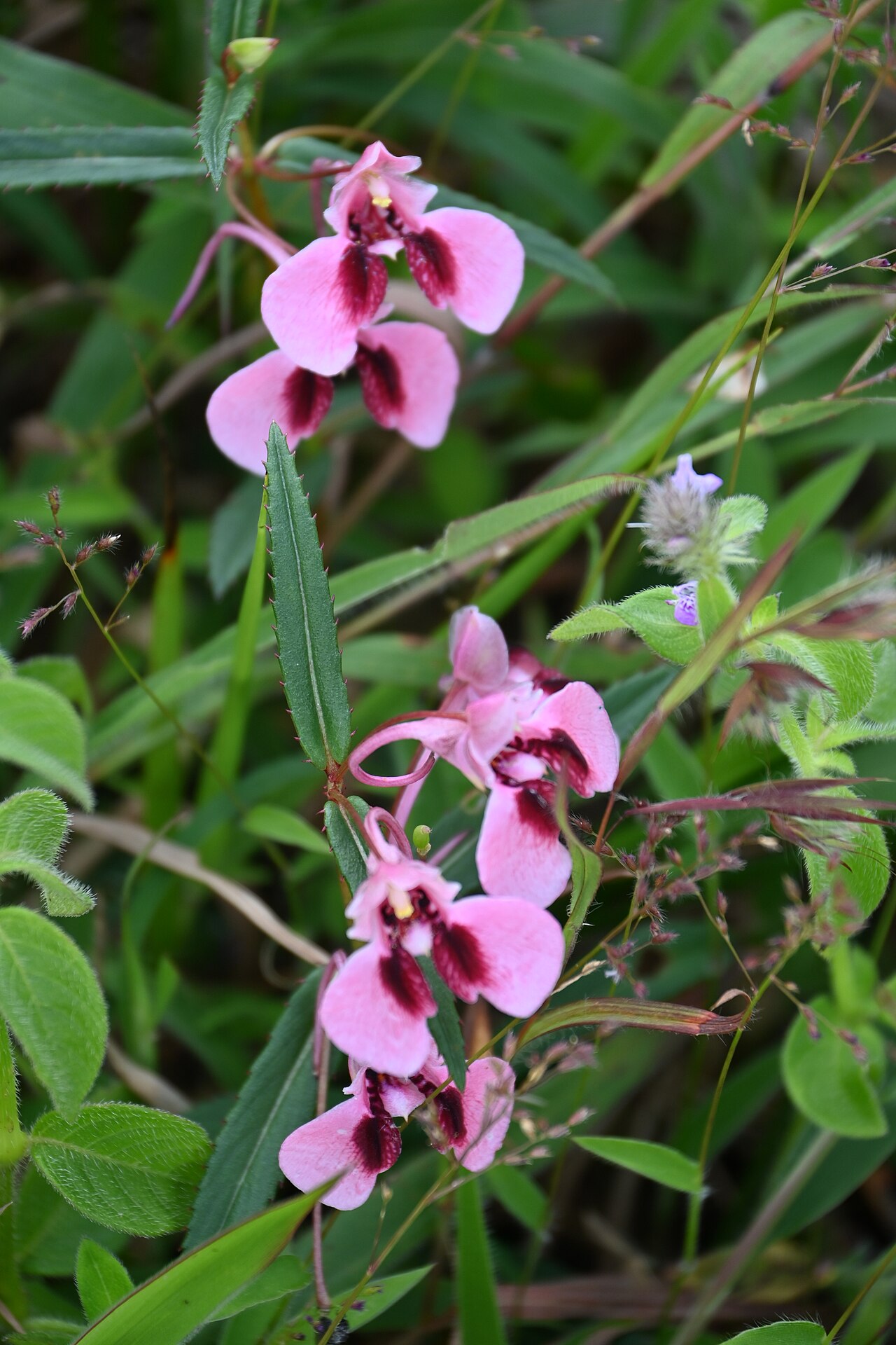 Impatiens fasciculata: Tadiandamol is the highest peak in the Kodagu (Coorg) district of Karnataka, India, standing at 1,748 meters (5,735 feet). It's a popular and scenic trekking de