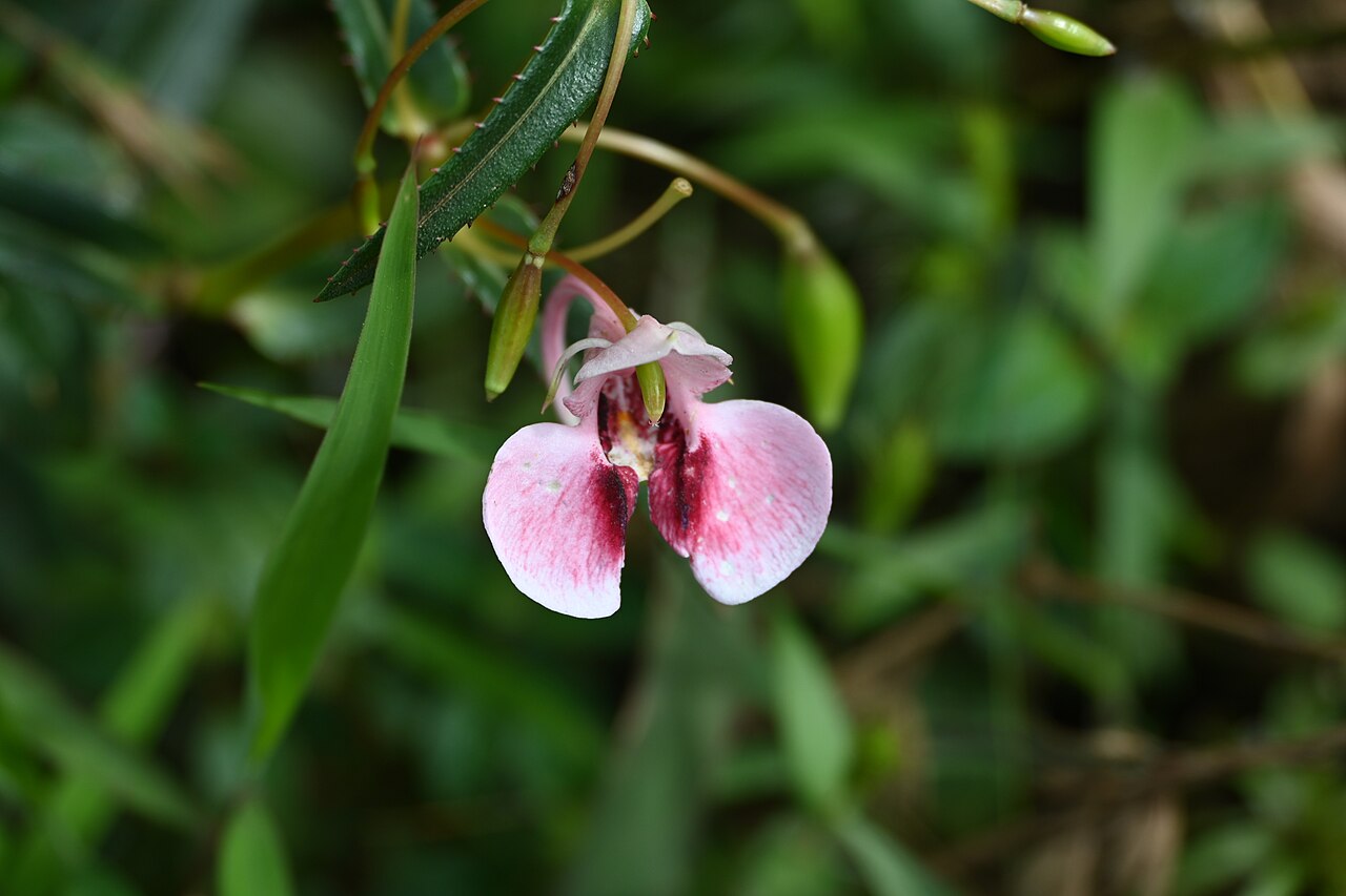 Impatiens fasciculata: Tadiandamol is the highest peak in the Kodagu (Coorg) district of Karnataka, India, standing at 1,748 meters (5,735 feet). It's a popular and scenic trekking de